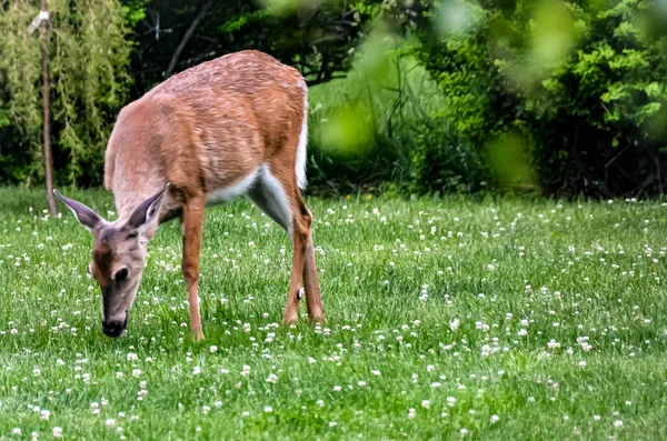 Deer in The Yard thumbnail