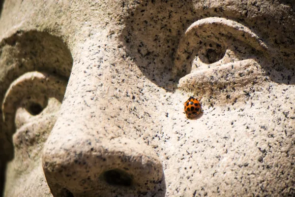 A Ladybug Tear thumbnail