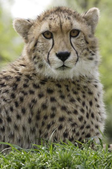 cheetah_sept28.jpg