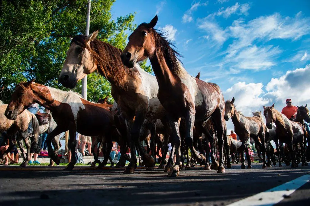 Assateauge wild ponies on parade.jpg