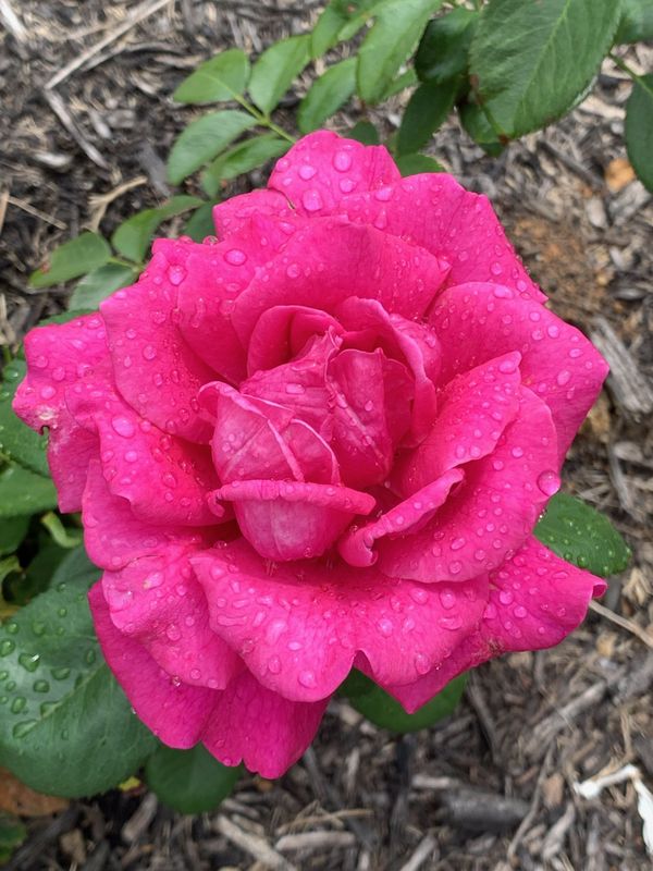 A rose in the Morning. thumbnail