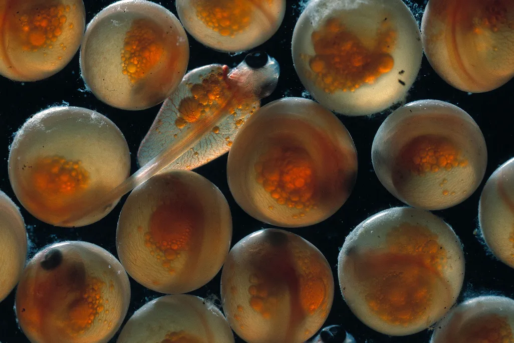 Animal Eggs