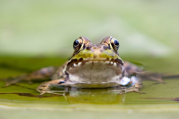 Frog on a Lily Pad thumbnail
