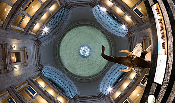 The ceiling of the NMNH rotunda creates a circular pattern above the underside of the grey trunk of the elephant.