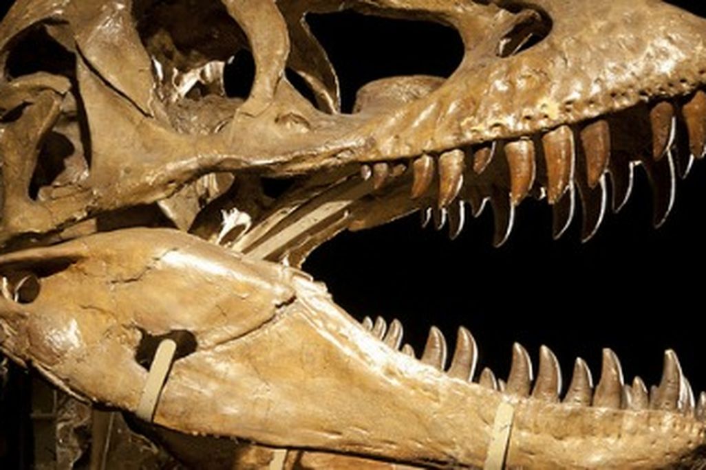 The skull of Tarbosaurus