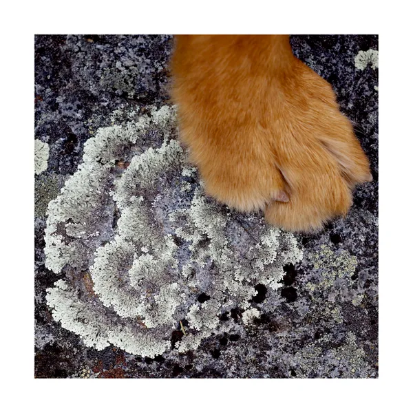 Rock, Lichen, Paw thumbnail