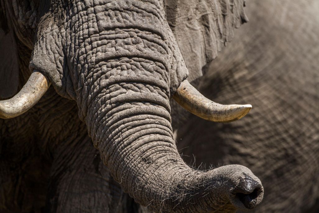 elephant trunk