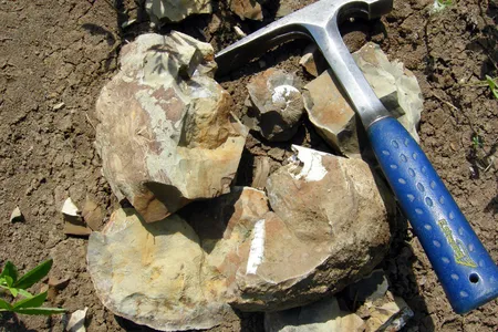 This mass of ocean fossils was found in Montana, which used to be covered by a gigantic body of water. 