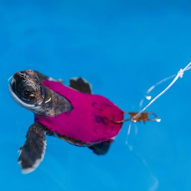 Tiny Turtles Dressed in Swimsuits Are Truly the Cutest Thing You