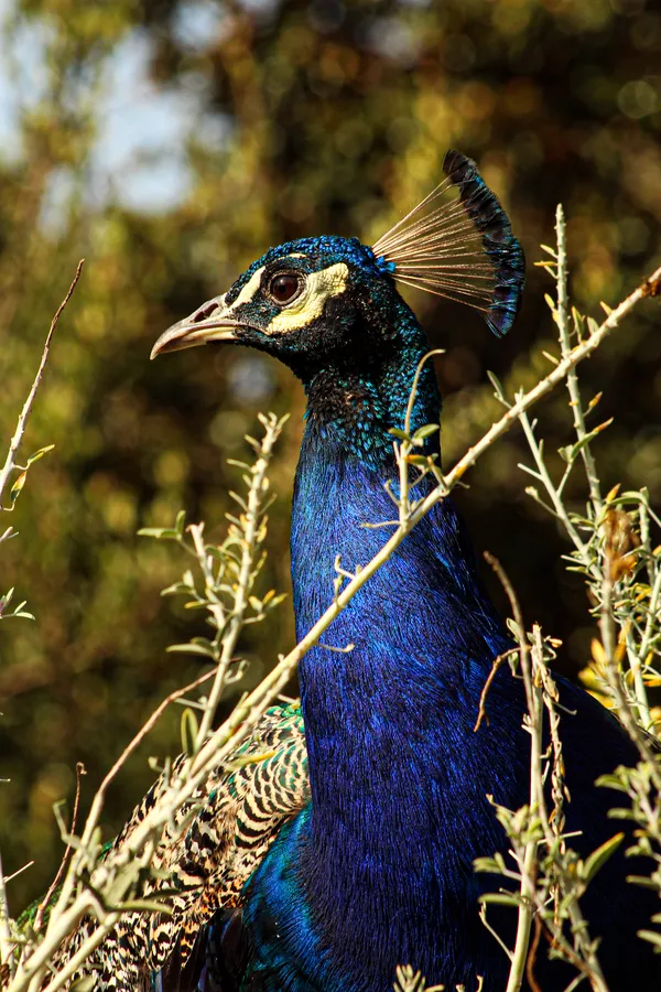 Peacock thumbnail