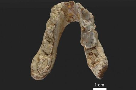 The El Graeco jawbone