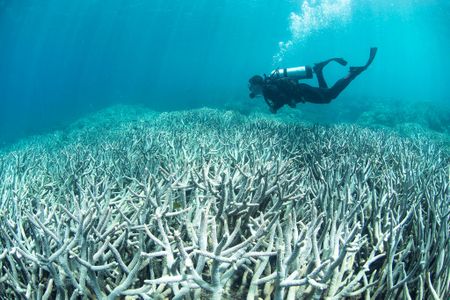 A small hike in the water temperature triggers corals to dispel the algae, causing them to bleach and turn a ghostly shade of white.

