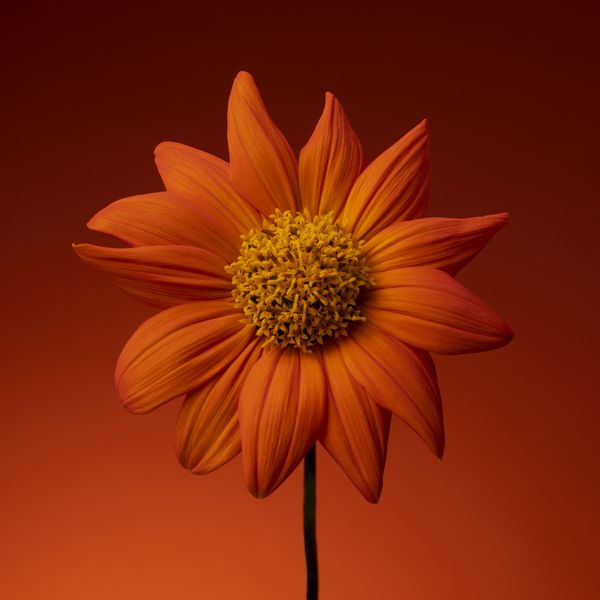 Mexican sunflower on orange thumbnail