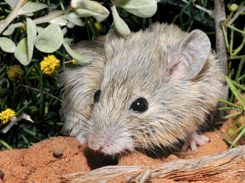 Australian Mouse Presumed Extinct for a Century Found Alive on Island | Smart News | Smithsonian Magazine