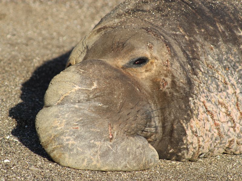 A Male Elephant Seal Smithsonian Photo Contest Smithsonian Magazine