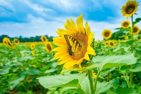 Through research on living and preserved plants, botanists are learning more about how flora has responded to climate change over the past centuries.