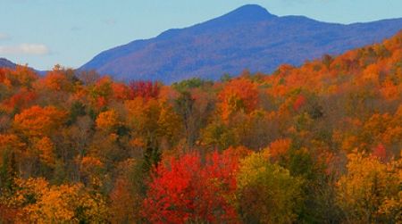Ecologists warn that New England's maples could be at risk