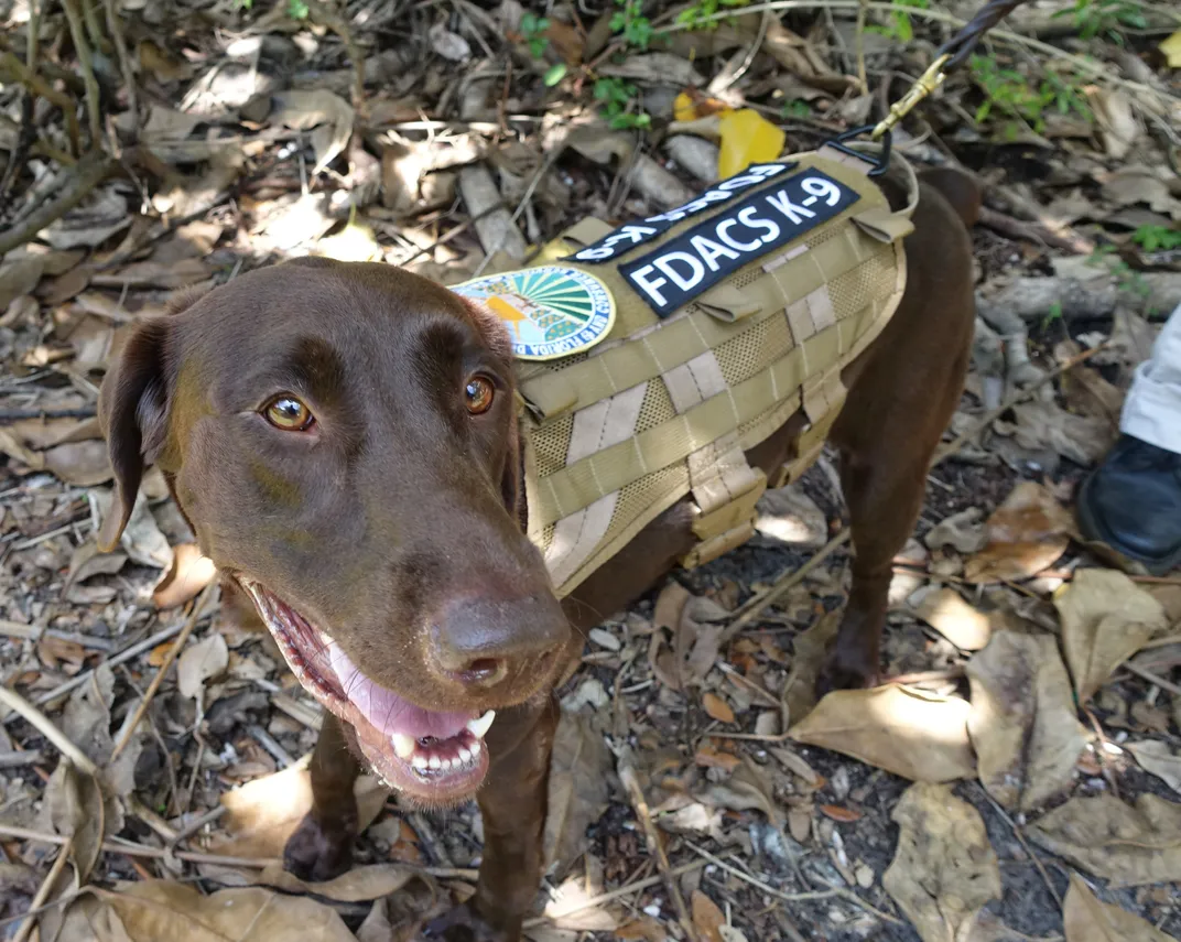 A brown dog wearing a vest that says "FDACS K-9"