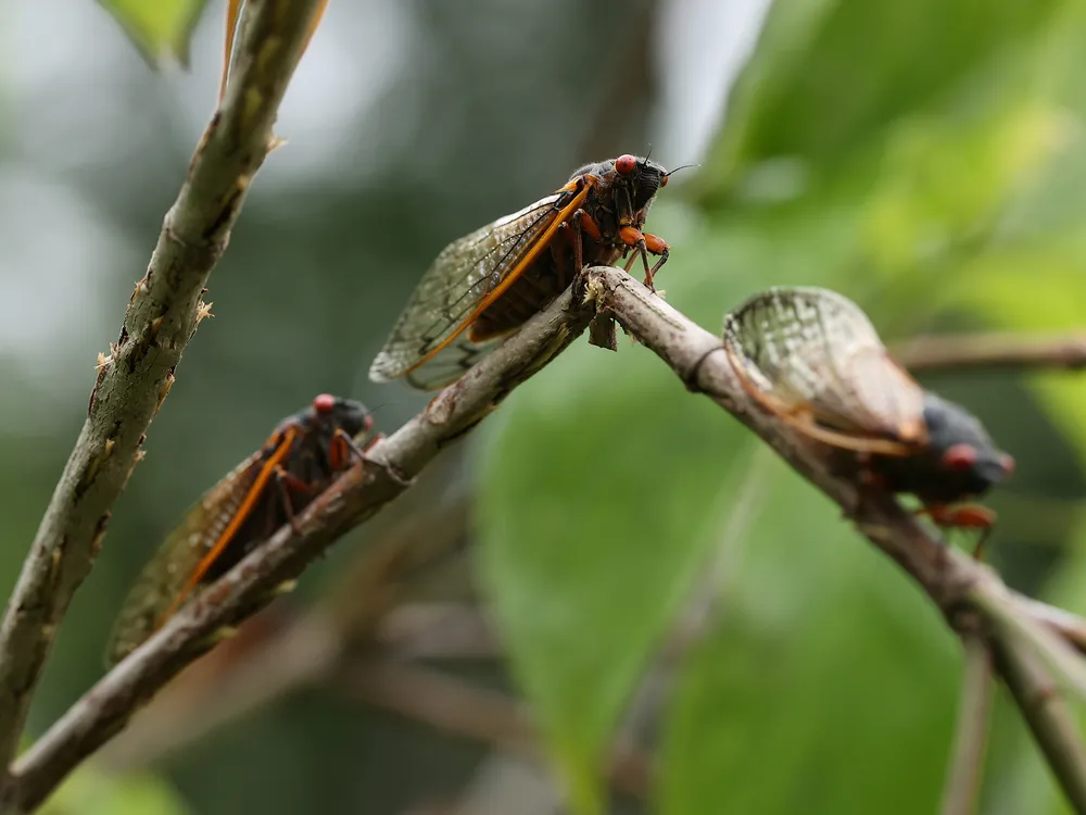 Three cicadas on a tree branch