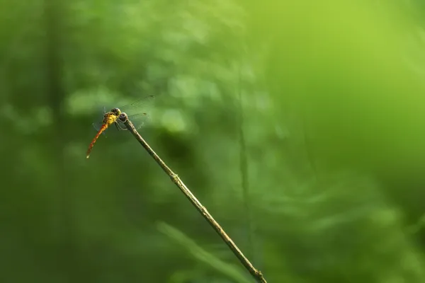 dragonfly in green thumbnail