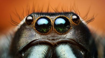 Male Paraphidippus aurantius (a species of jumping spider), by Thomas Shahan