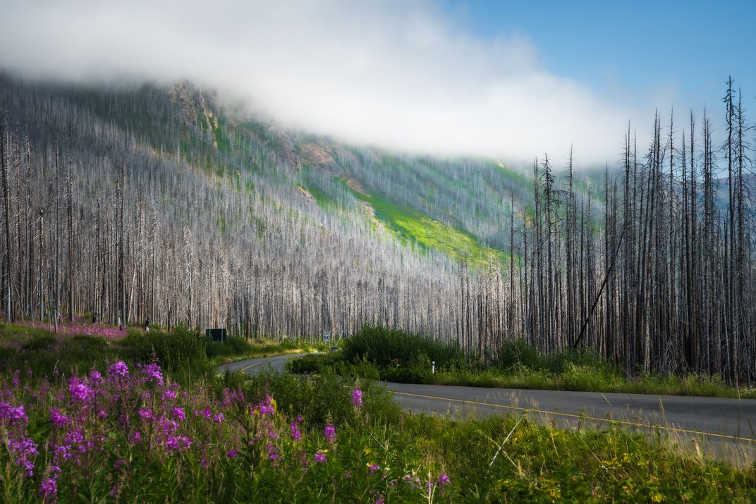 Recovering forest | Smithsonian Photo Contest | Smithsonian Magazine