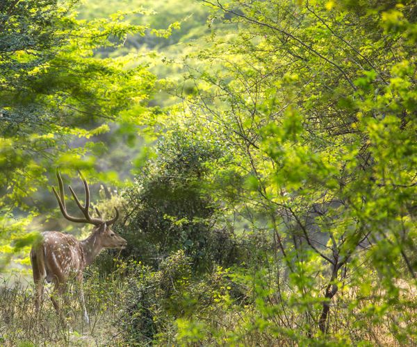 A deer in Ranthambore National Park thumbnail