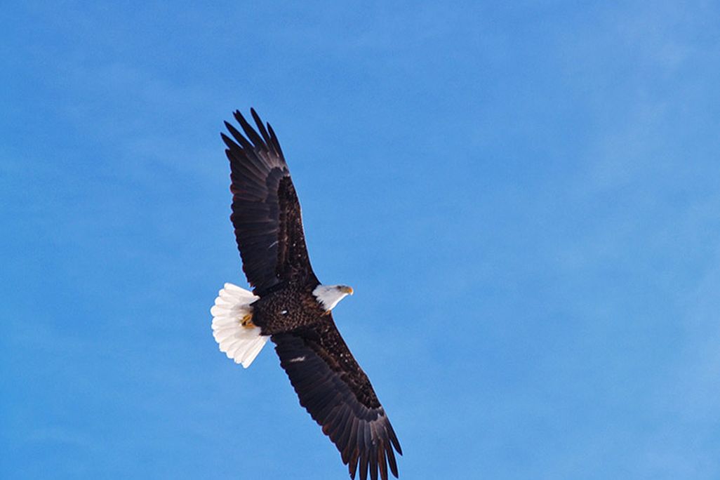 Bald Eagle