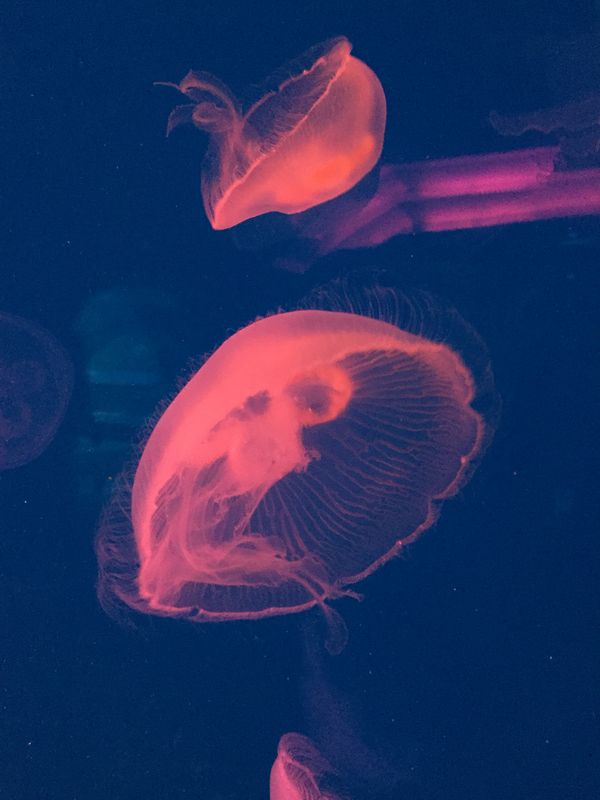Jellyfish thumbnail