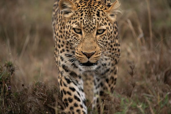 African Leopard Stare Down thumbnail