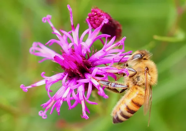 Bee at the Arboretum thumbnail