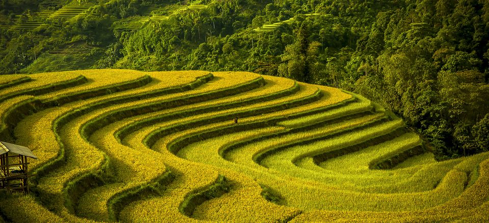  Terraced fields, Vietnam. Taken by Vo Anh Kiet. 