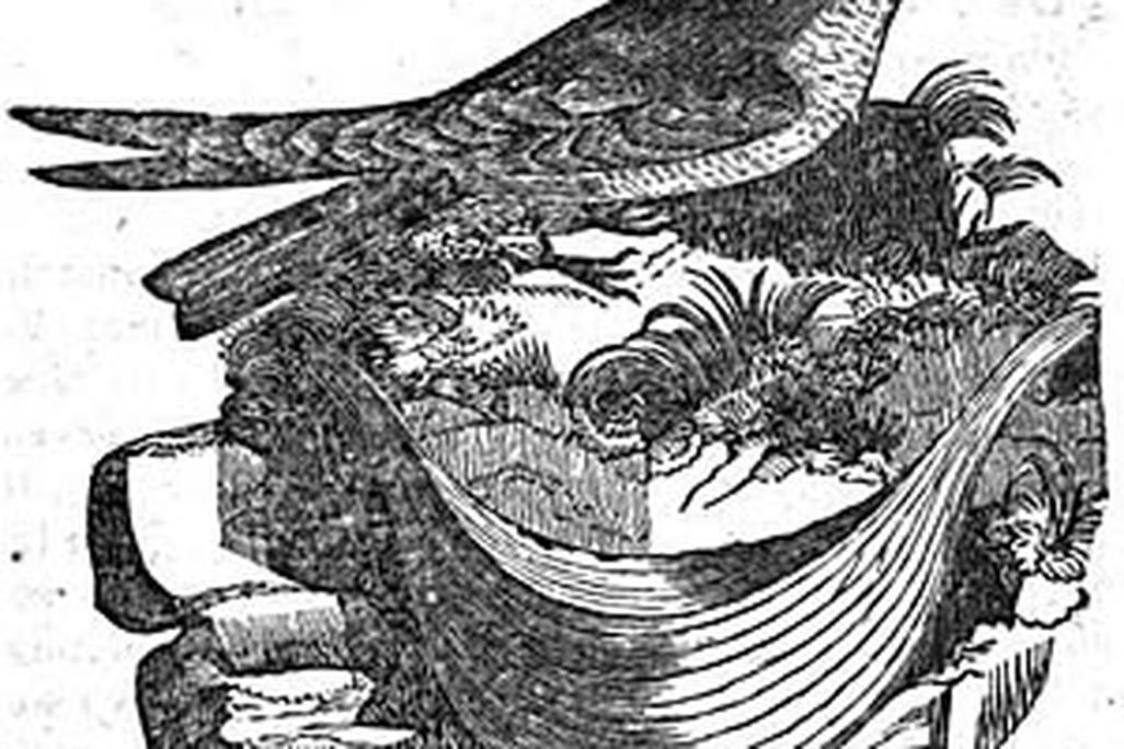 20110520090002swiftlet.jpg
