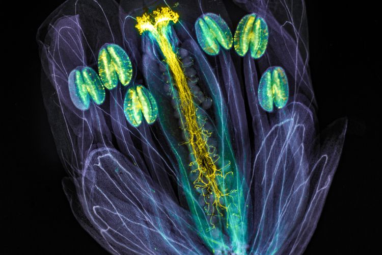 A ghostly looking image of the thale cress flower under a microscope. The flower's petals appear transparent and its anthers and pollen tubes are illimunated in yellow.