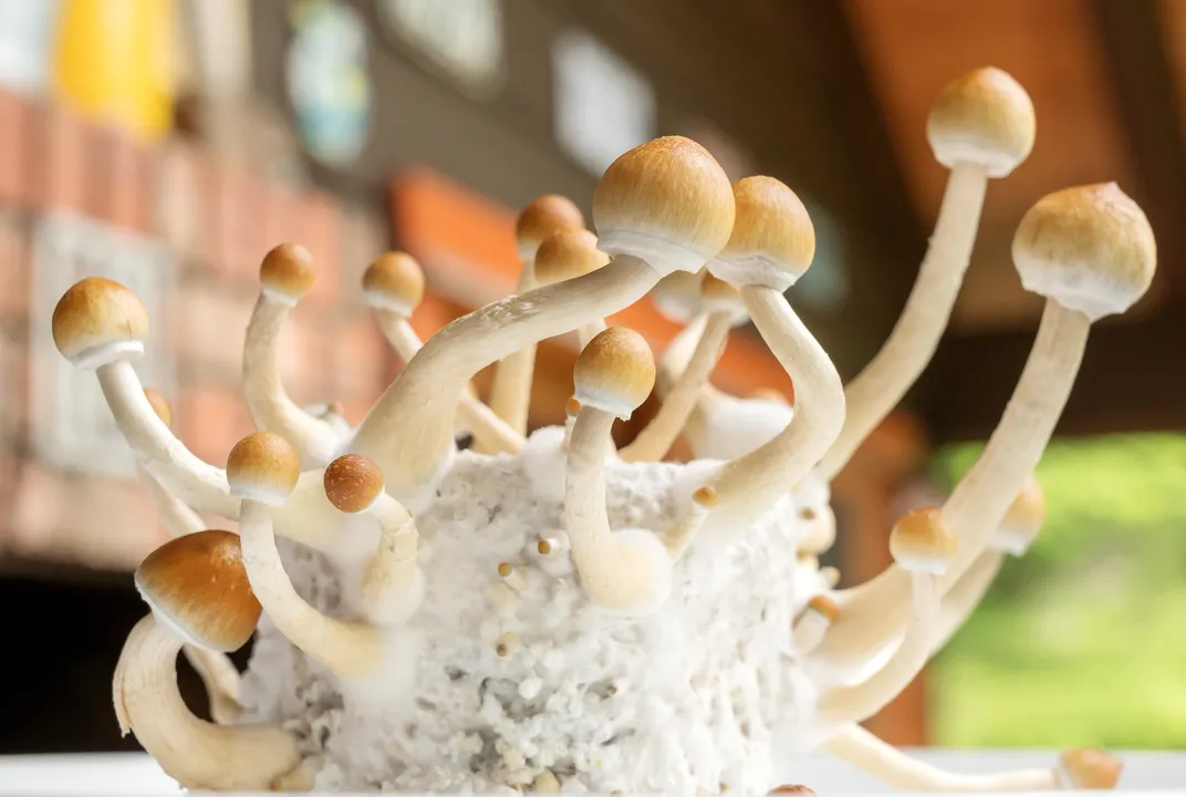 Psychedelic 'Magic Mushroom' Ingredient Could Help Treat Alcohol Addiction  | Smart News| Smithsonian Magazine