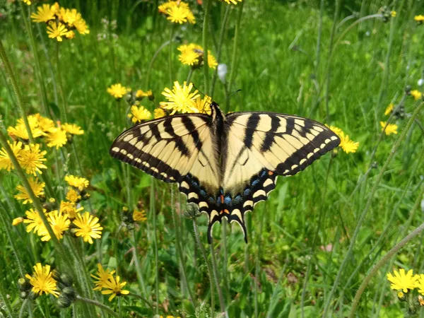 Swallowtail Butterfly thumbnail