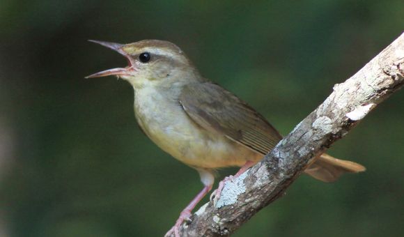 swainsons_warbler_g_r_graves_with_si_logo.jpg