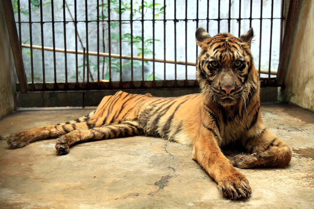 Melani the Tiger