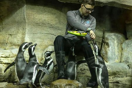 An animal care staff member at Chicago's Shedd Aquarium feeds some Magellanic penguins.