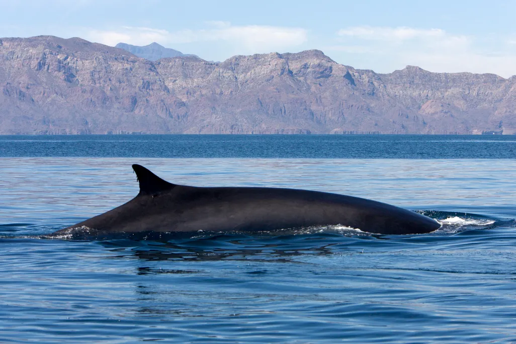 Fin Whale