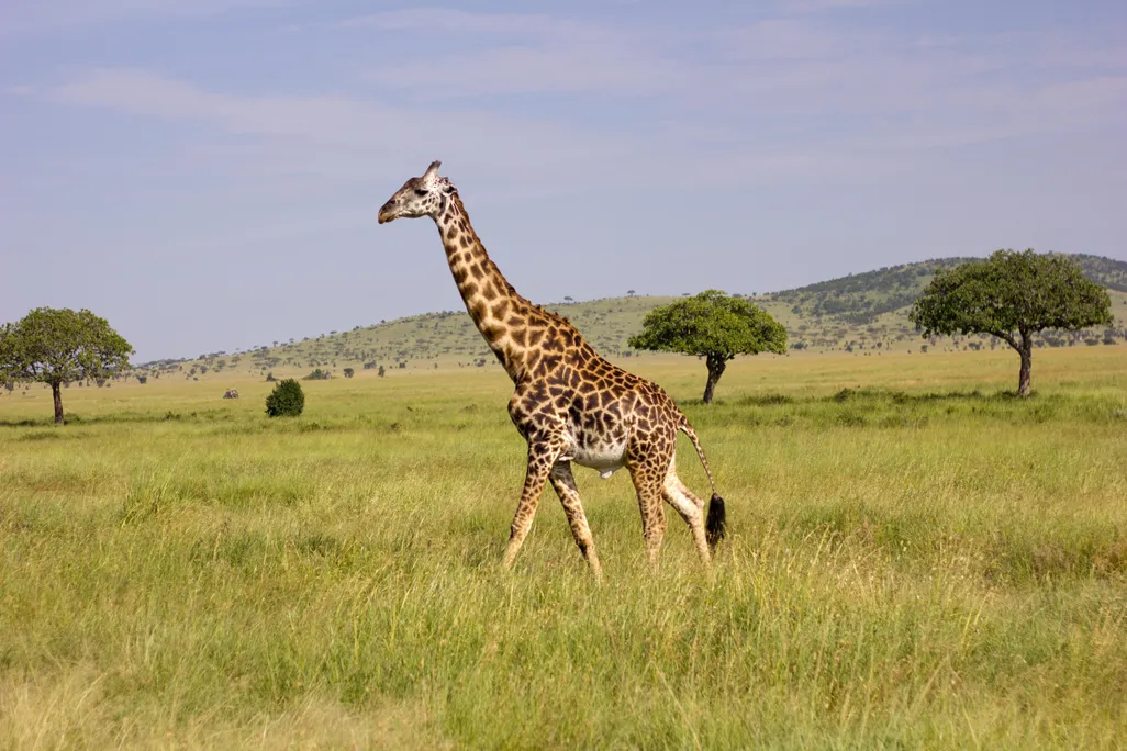 Masai Giraffe