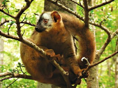 Balding on the lemurs' lower backs indicated frequent itching and scratching associated with rashes caused by a common pesky parasite.