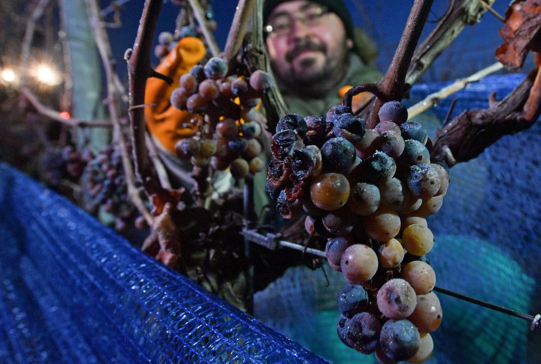 Workers harvest frozen grapes in frosty temperatures. 