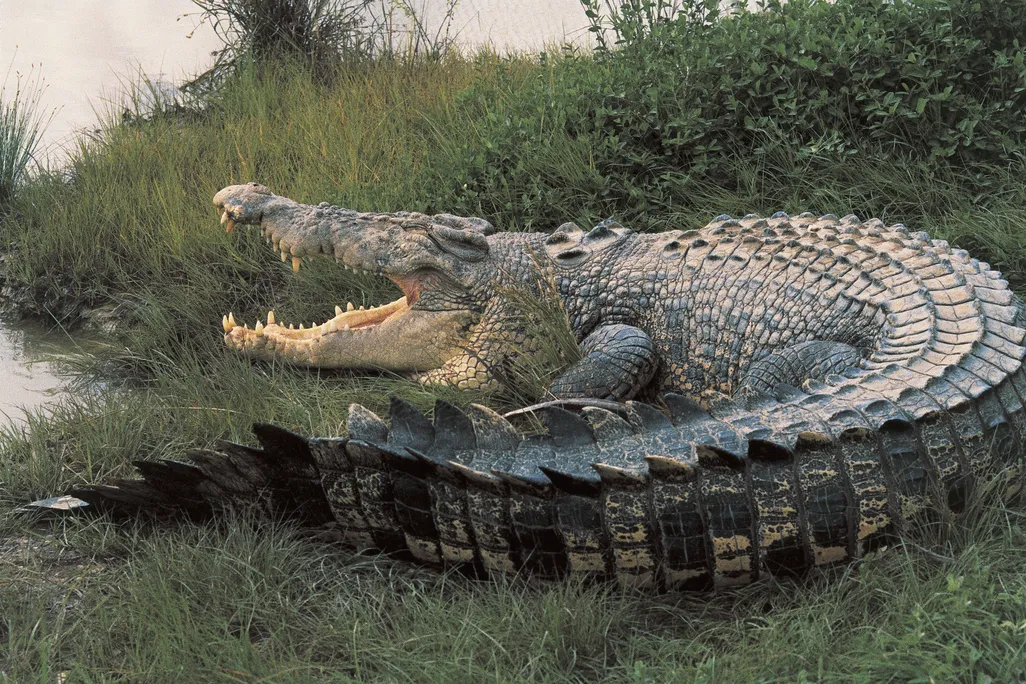 A large crocodile with its mouth open