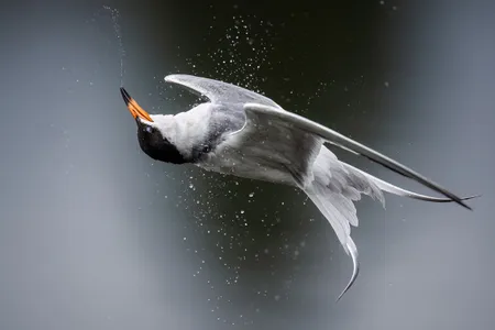 A Forster's tern appears to float upside-down after emerging from underwater at Shoreline Lake in Mountain View, California.