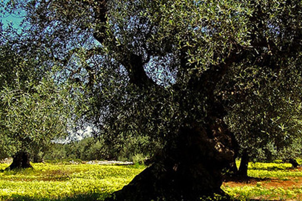 An olive tree in Italy