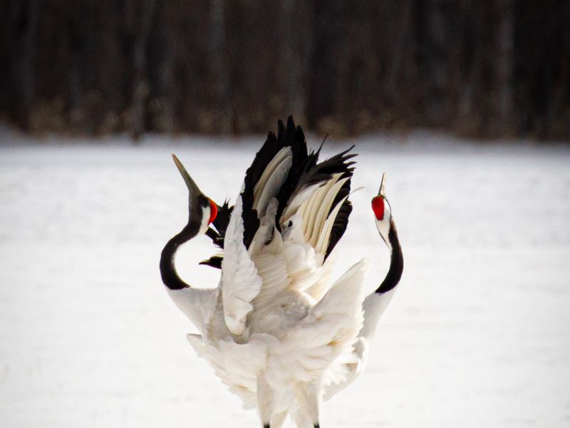 Redcrowned crane dance Smithsonian Photo Contest Smithsonian Magazine