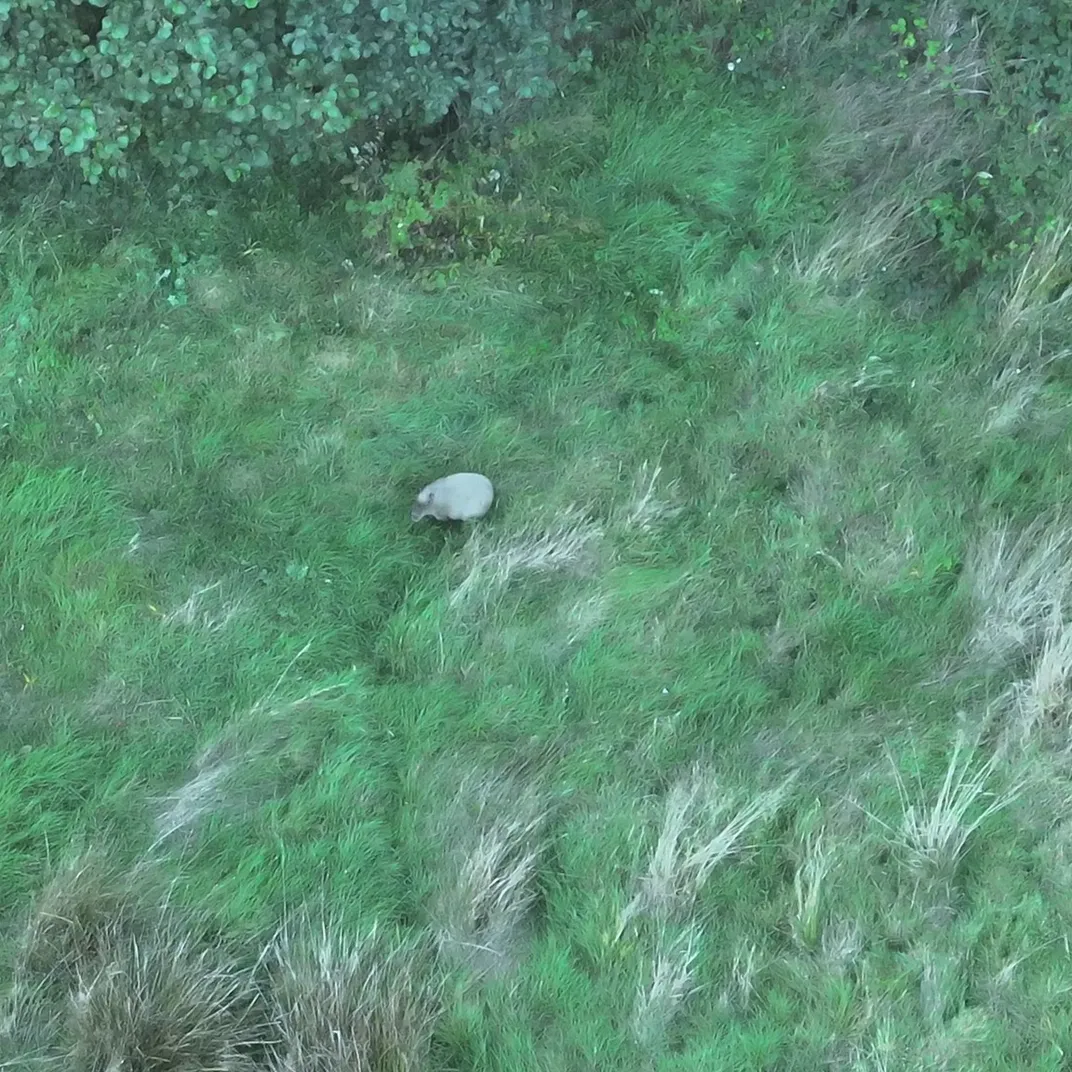 Drone image of capybara, Cinnamon
