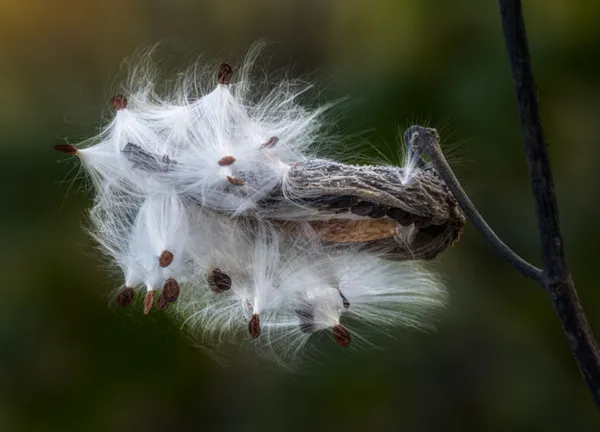 Milkweed Found ... thumbnail