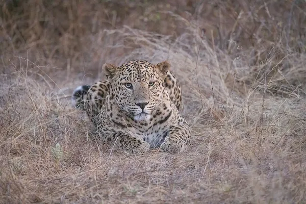 Leopard VI, Jawai, India thumbnail